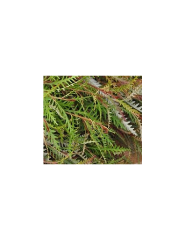 Grevillea Wholesale Flowers - 10 Stem Bunch | Fresh Event Greens