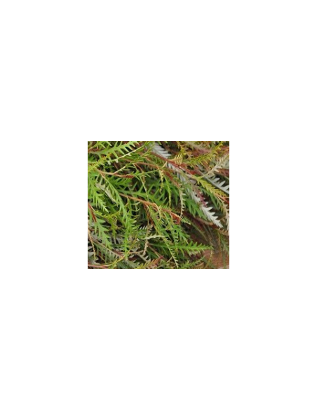 Grevillea Wholesale Flowers - 10 Stem Bunch | Fresh Event Greens