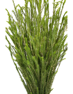 Honey Bracelet Grevillea - 10 Stem Bunch | Fresh Wholesale Greens