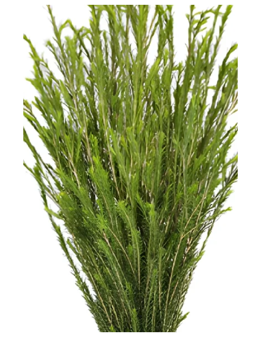 Honey Bracelet Grevillea - 10 Stem Bunch | Fresh Wholesale Greens