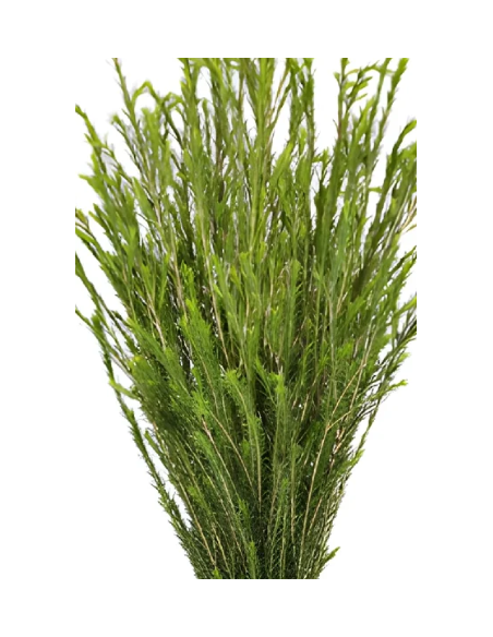 Honey Bracelet Grevillea - 10 Stem Bunch | Fresh Wholesale Greens