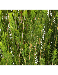 Honey Bracelet Grevillea - 10 Stem Bunch | Fresh Wholesale Greens 2