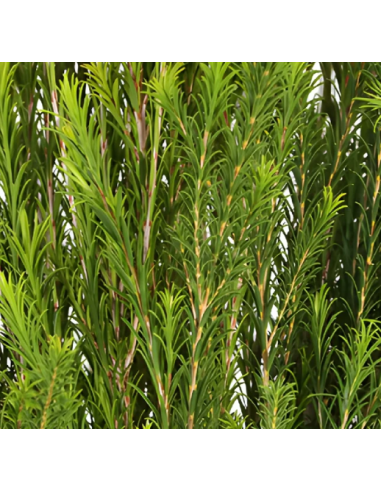 Honey Bracelet Grevillea - 10 Stem Bunch | Fresh Wholesale Greens