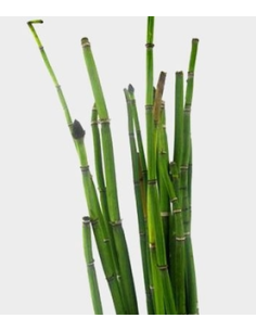 Fresh Horsetail - 10 Stem Bunch | Wholesale Floral Greens