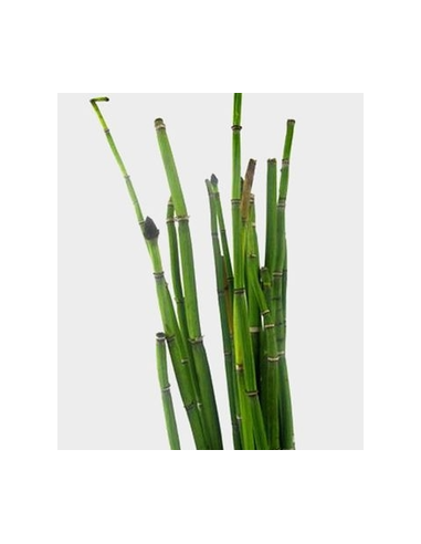 Fresh Horsetail - 10 Stem Bunch | Wholesale Floral Greens