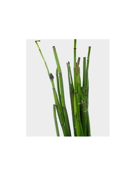 Fresh Horsetail - 10 Stem Bunch | Wholesale Floral Greens