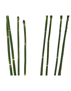 Fresh Horsetail - 10 Stem Bunch | Wholesale Floral Greens 2