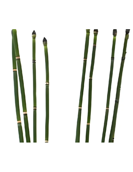 Fresh Horsetail - 10 Stem Bunch | Wholesale Floral Greens