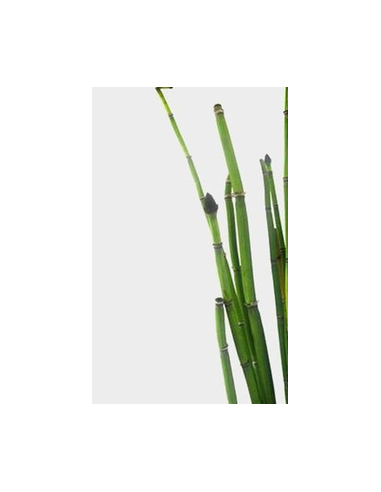 Fresh Horsetail - 10 Stem Bunch | Wholesale Floral Greens