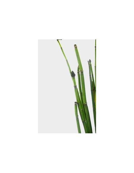 Fresh Horsetail - 10 Stem Bunch | Wholesale Floral Greens