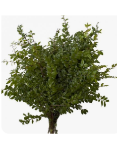 Fresh Green Huckleberry - 10 Stem Bunch | Wholesale Floral Greens