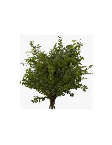 Fresh Green Huckleberry - 10 Stem Bunch | Wholesale Floral Greens