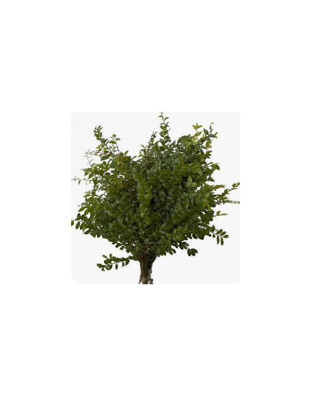 Fresh Green Huckleberry - 10 Stem Bunch | Wholesale Floral Greens