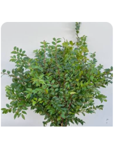 Fresh Green Huckleberry - 10 Stem Bunch | Wholesale Floral Greens 2
