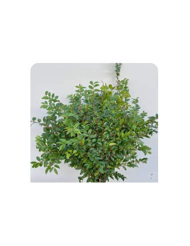 Fresh Green Huckleberry - 10 Stem Bunch | Wholesale Floral Greens
