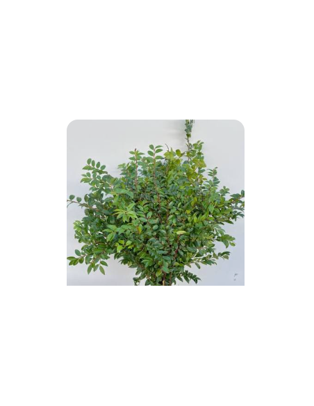 Fresh Green Huckleberry - 10 Stem Bunch | Wholesale Floral Greens