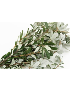 Fresh Integrifolia - 10 Stem Bunch | Wholesale Floral Greens