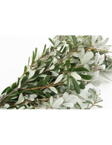 Fresh Integrifolia - 10 Stem Bunch | Wholesale Floral Greens