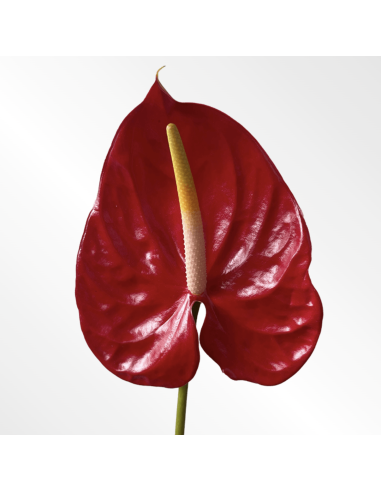 Fresh Anthurium Stems (Red, Green, Blush) | Wholesale Flowers