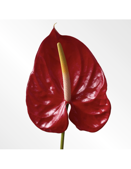 Fresh Anthurium Stems (Red, Green, Blush) | Wholesale Flowers