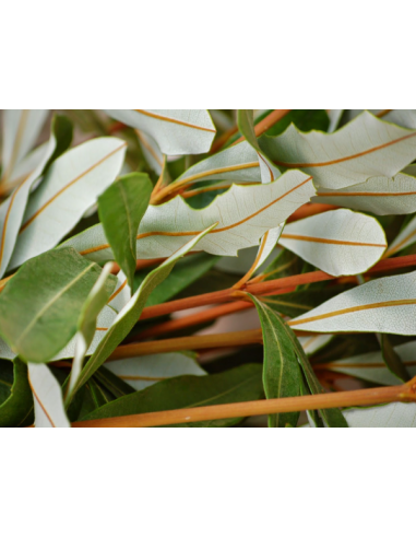 Fresh Integrifolia - 10 Stem Bunch | Wholesale Floral Greens