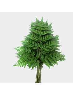 Premium Leatherleaf Fern - 25 Stem Bunch | Wholesale Floral Greens