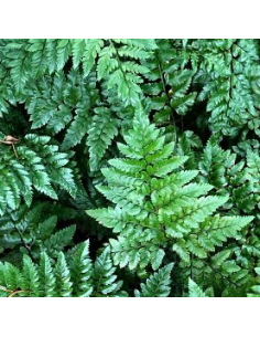 Premium Leatherleaf Fern - 25 Stem Bunch | Wholesale Floral Greens 2