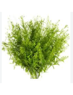 Lepidium Wholesale Greens - Fresh 10 Stem Grower Bunch
