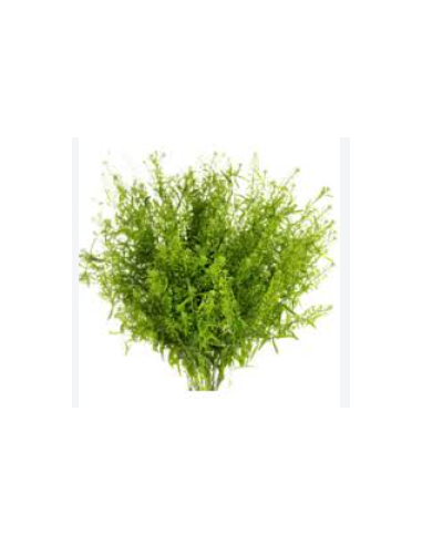 Lepidium Wholesale Greens - Fresh 10 Stem Grower Bunch