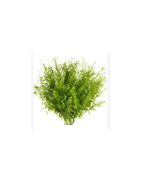 Lepidium Wholesale Greens - Fresh 10 Stem Grower Bunch