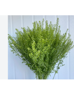 Lepidium Wholesale Greens - Fresh 10 Stem Grower Bunch 2