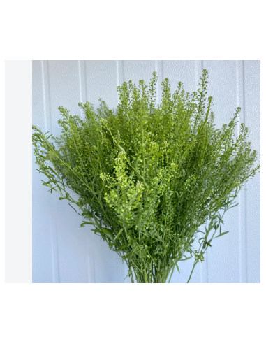 Lepidium Wholesale Greens - Fresh 10 Stem Grower Bunch