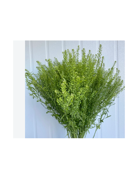 Lepidium Wholesale Greens - Fresh 10 Stem Grower Bunch