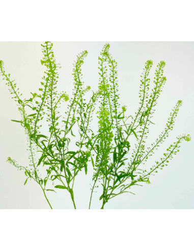 Lepidium Wholesale Greens - Fresh 10 Stem Grower Bunch