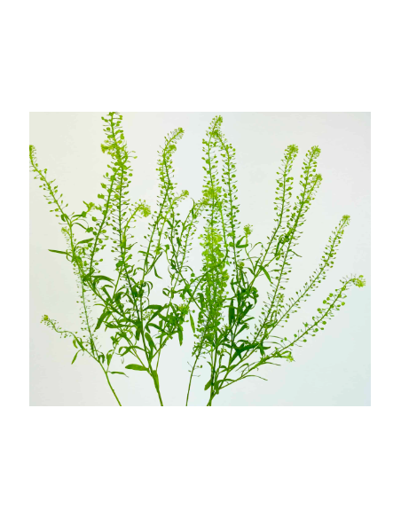 Lepidium Wholesale Greens - Fresh 10 Stem Grower Bunch