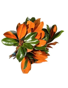 Magnolia Tips 10 Stem Bunch - Wholesale Floral Greens