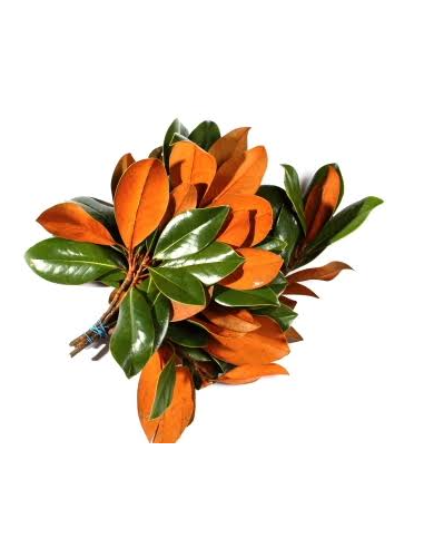 Magnolia Tips 10 Stem Bunch - Wholesale Floral Greens