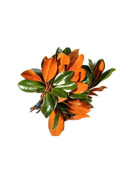 Magnolia Tips 10 Stem Bunch - Wholesale Floral Greens