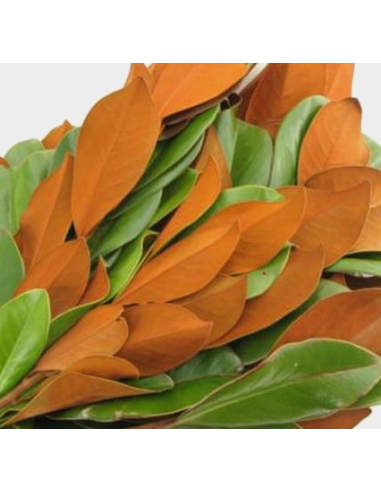 Magnolia Tips 10 Stem Bunch - Wholesale Floral Greens