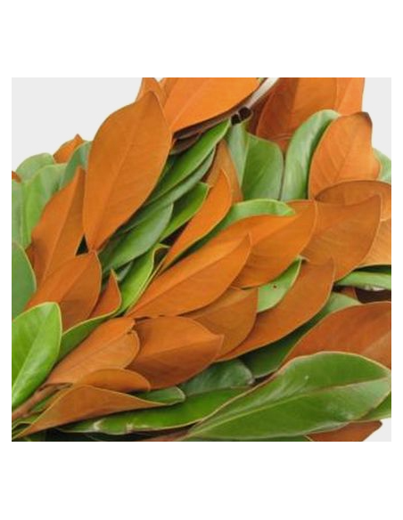 Magnolia Tips 10 Stem Bunch - Wholesale Floral Greens