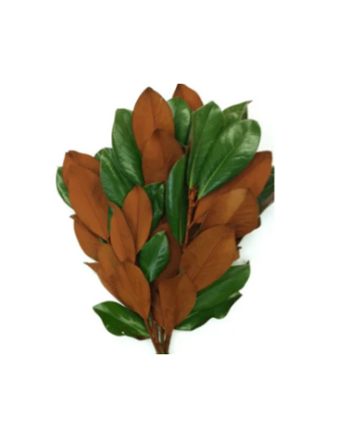 Magnolia Tips 10 Stem Bunch - Wholesale Floral Greens