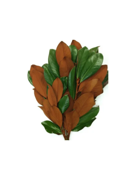 Magnolia Tips 10 Stem Bunch - Wholesale Floral Greens