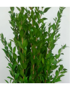 Long Myrtle Fresh Grower Bunch - Wholesale Floral Greens