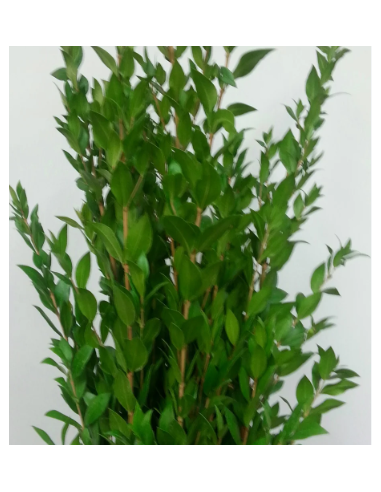 Long Myrtle Fresh Grower Bunch - Wholesale Floral Greens
