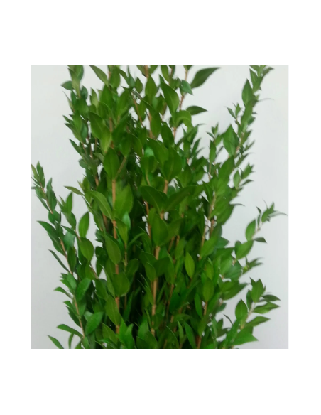 Long Myrtle Fresh Grower Bunch - Wholesale Floral Greens