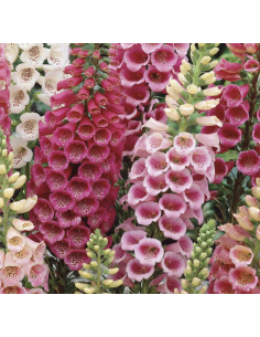 Fresh Foxglove Stems (10 Stem Bunch) | Wholesale Cottage Flowers