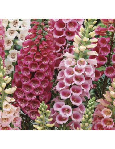 Fresh Foxglove Stems (10 Stem Bunch) | Wholesale Cottage Flowers