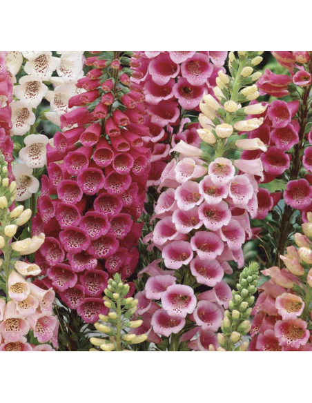 Fresh Foxglove Stems (10 Stem Bunch) | Wholesale Cottage Flowers