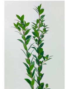 Long Myrtle Fresh Grower Bunch - Wholesale Floral Greens 2