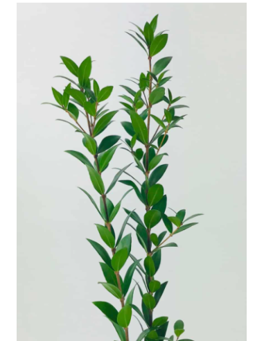 Long Myrtle Fresh Grower Bunch - Wholesale Floral Greens